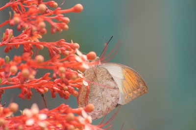 白天栖息在红色花瓣上的灰橙蝴蝶特写照片